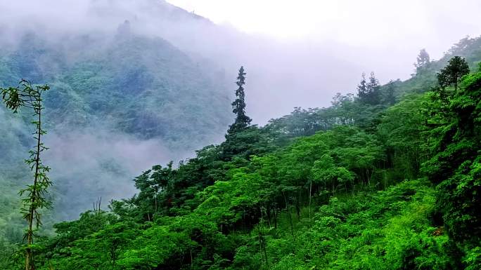 水墨青山云雾缭绕恍如仙境仙气飘飘
