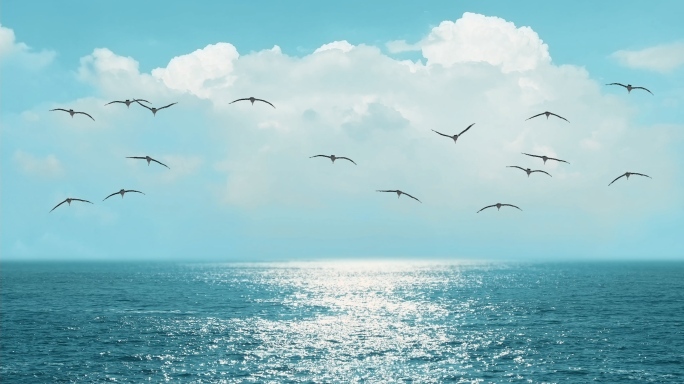 自由飞翔海边海风海浪
