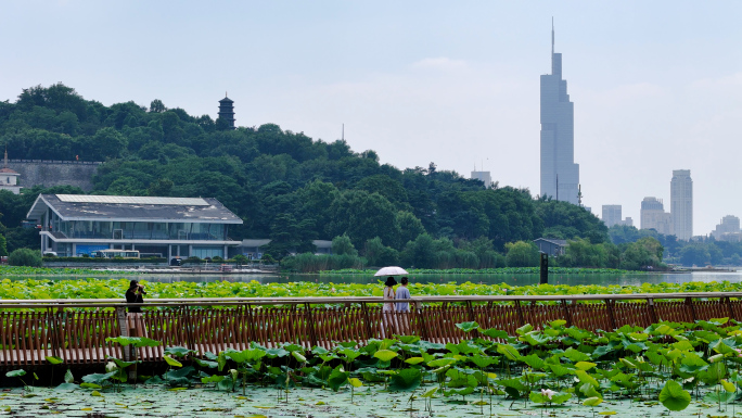 玄武湖荷花栈道航拍