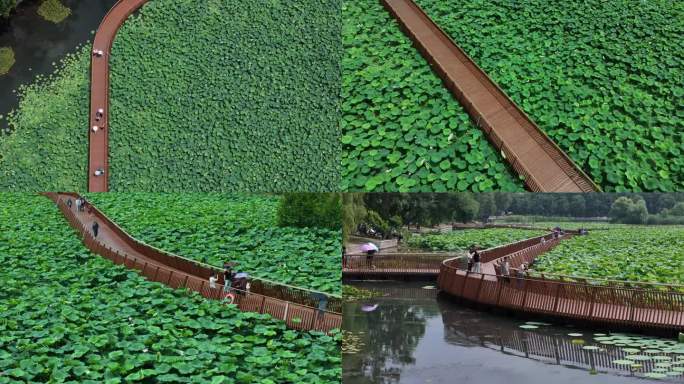 玄武湖荷花栈道航拍