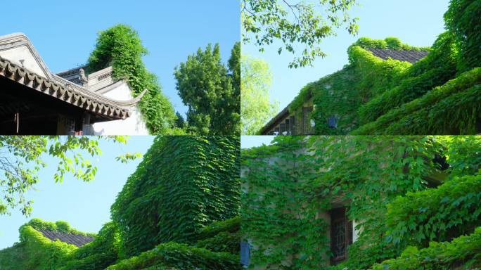 古建筑爬山虎爬墙植物爬满墙壁绿叶墙绿植墙