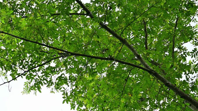 黑冠鹃隼喂食幼鸟飞入飞出鸟巢合集