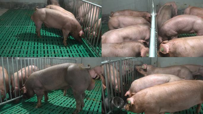 一群杜洛克公猪在猪圈吃食
