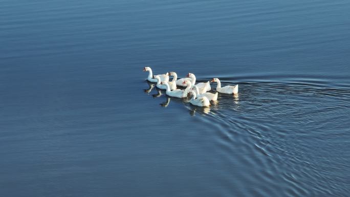 一群鸭子在水塘中游