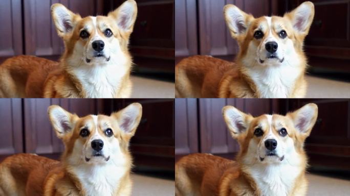 可爱宠物柯基家庭宠物