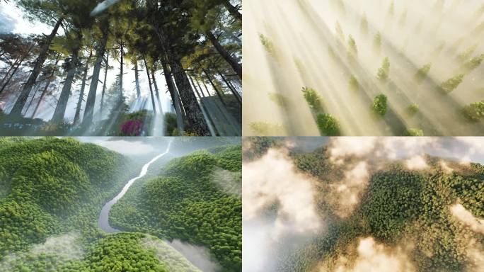 森林大自然生态环境树林原始森林野生动物