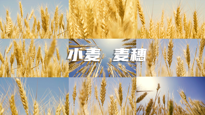 小麦 麦穗 河南小麦种植