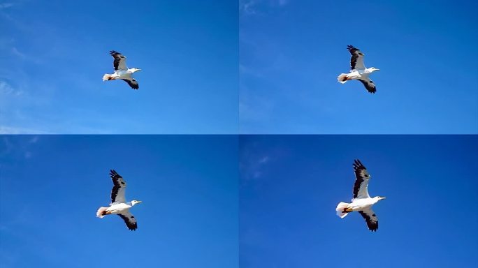 一只信天翁在太阳下飞行