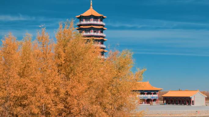 金塔县胡杨林航拍4k