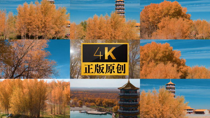 金塔县胡杨林航拍4k