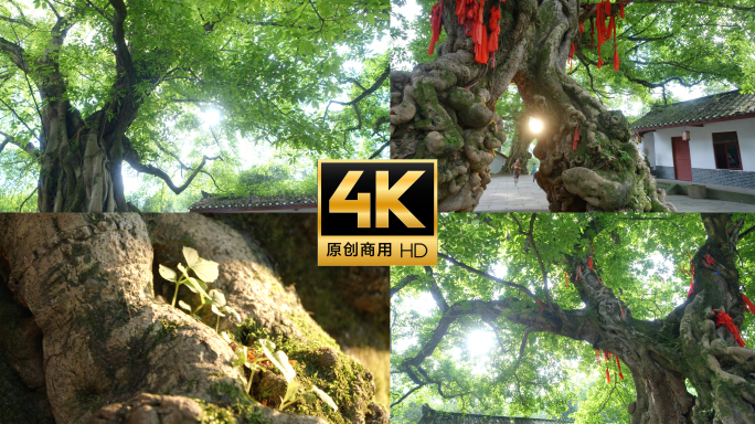 参天大树 古树 阳光下的大树 许愿树