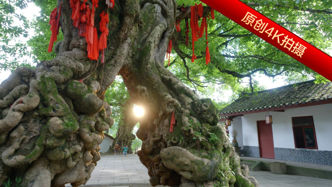 参天大树 古树 阳光下的大树 许愿树