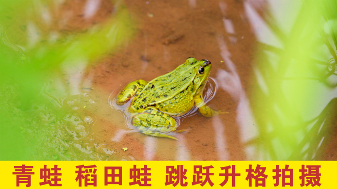 青蛙