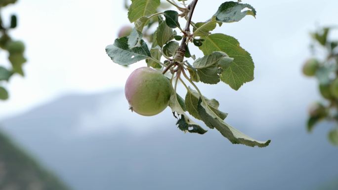 高海拔上的苹果树新鲜水果