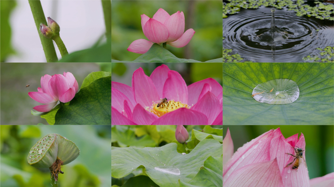 雨季莲语：雨中莲池的生命交响