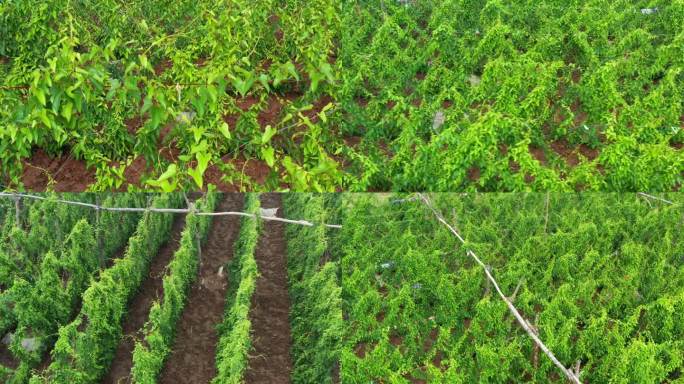 山药种植基地综合版4K视频