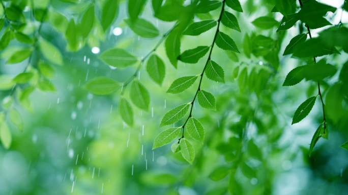 雨滴雨水下雨树叶植物