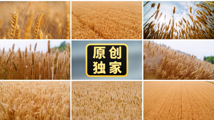 风吹麦浪金色麦田麦子小麦农业丰收粮食麦穗