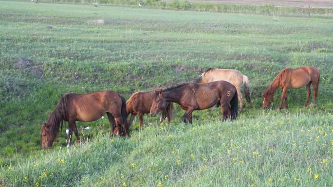 草地放马牧马