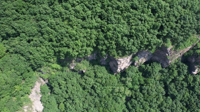 俯拍郁郁葱葱的山顶树木丛林森林