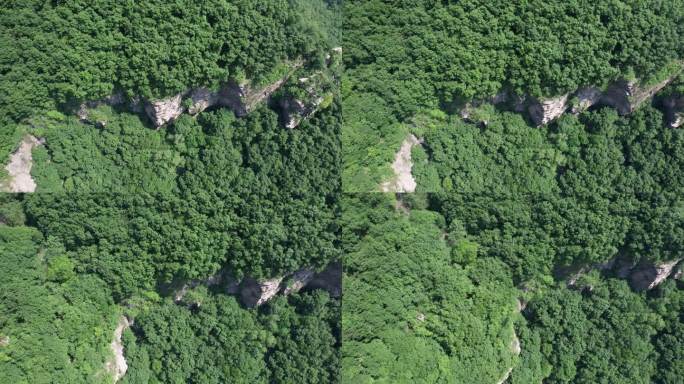 俯拍郁郁葱葱的山顶树木丛林森林