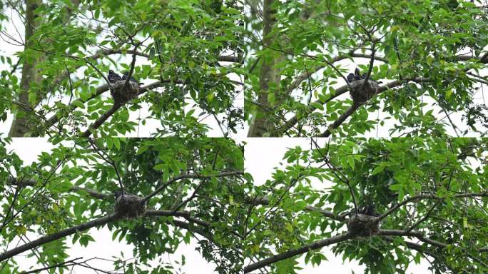 黑卷尾鸟妈妈喂雏鸟8K30