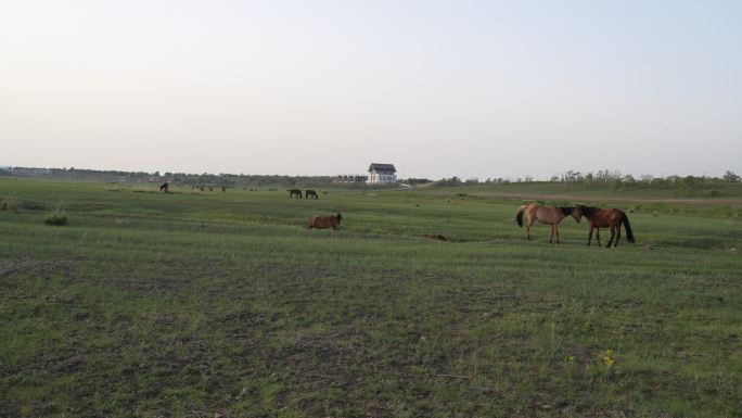 草地放马牧马