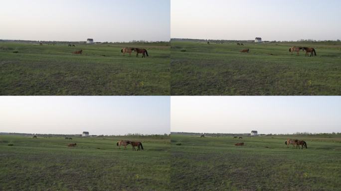 草地放马牧马