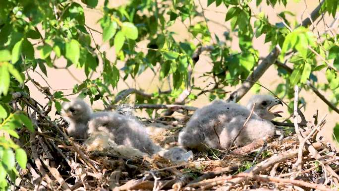 老鹰幼鸟、大鵟幼鸟、猛禽幼崽、鸟宝宝