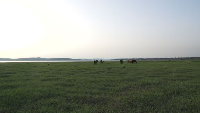 草地放马牧马