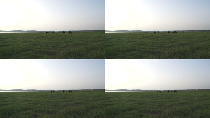 草地放马牧马