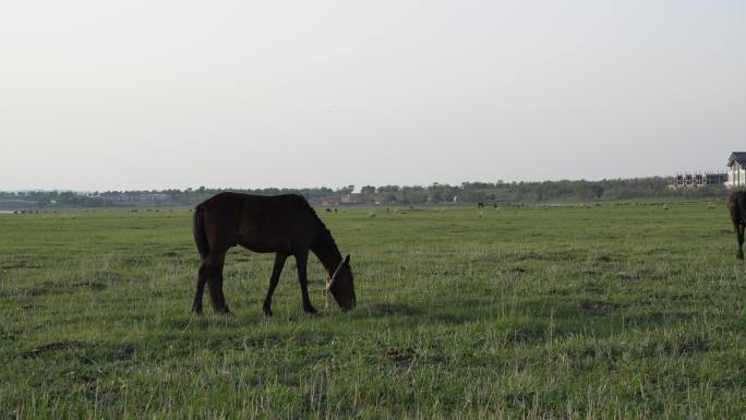 草地放马牧马