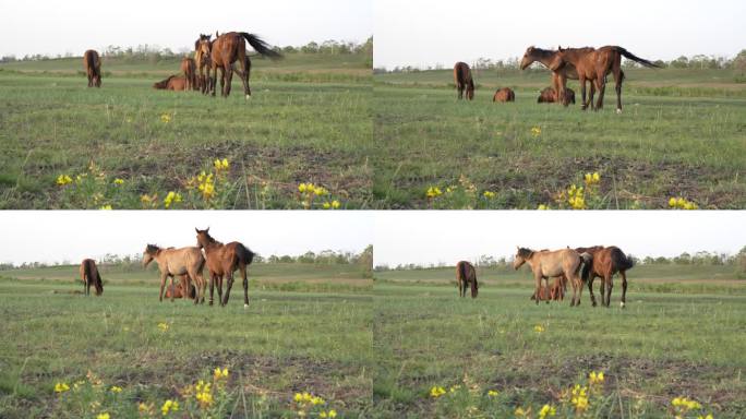 草地放马牧马