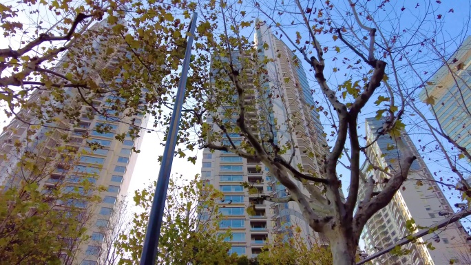 透过树枝叶子仰望陆家嘴上海中心大厦风景视