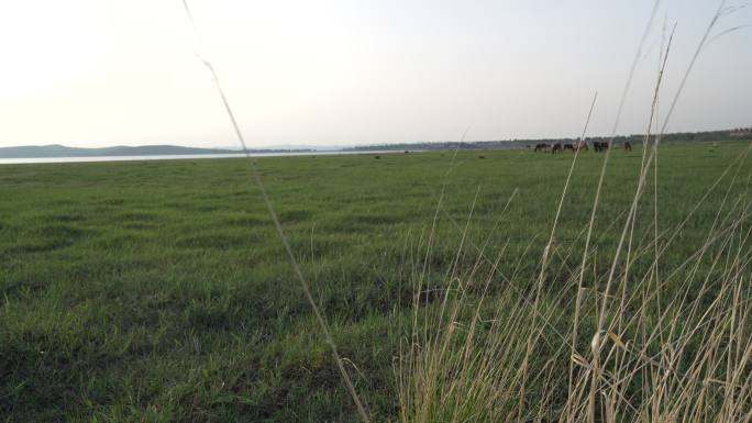 草地放马牧马