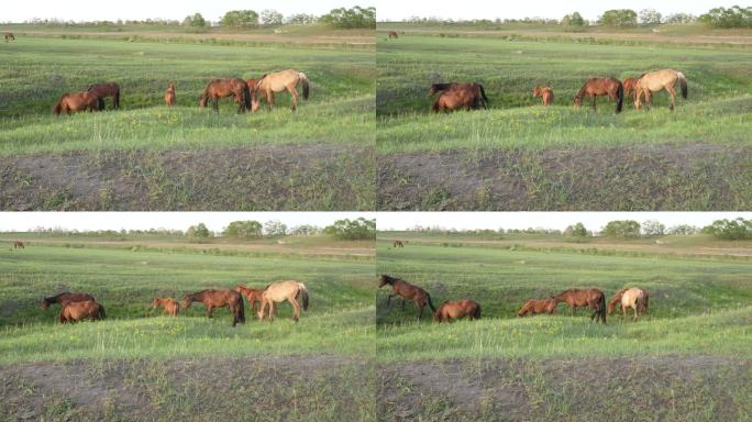 草地放马牧马