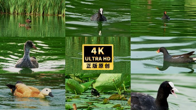 湿地水鸟黑水鸡白骨顶赤麻鸭水鸟吃鱼生态
