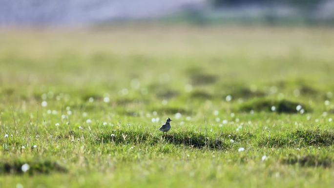 草地上的小鸟、光影下草地小鸟、云雀
