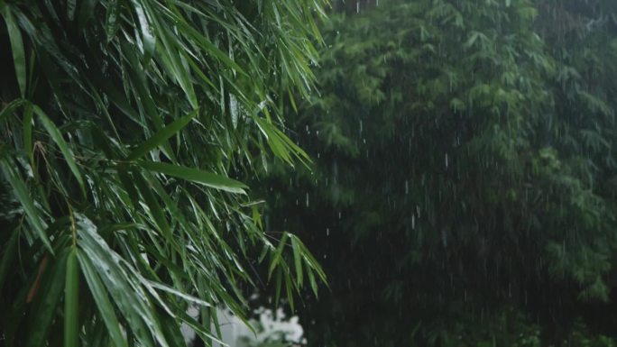 雨竹雨滴下雨雨丝雨点