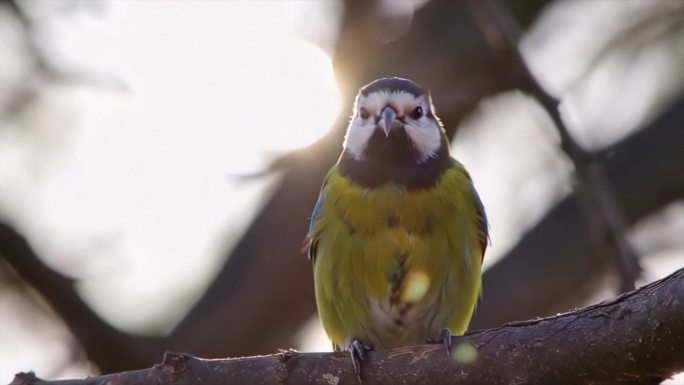 逆光树上大山雀 (2)
