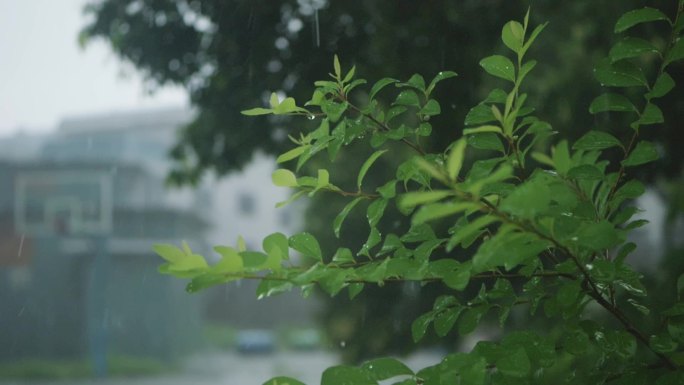 雨水滋润绿树植物