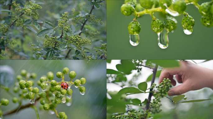 青花椒藤椒香幸料麻辣调料花椒