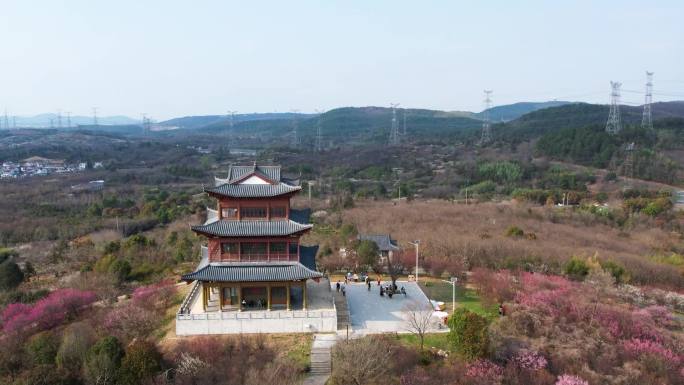 南京梅花山