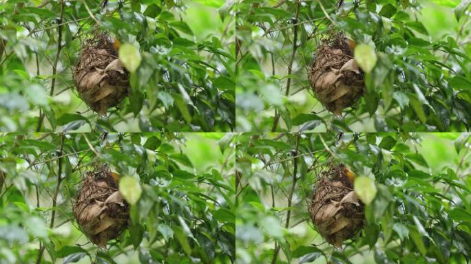 野生相思鸟喂雏鸟画面