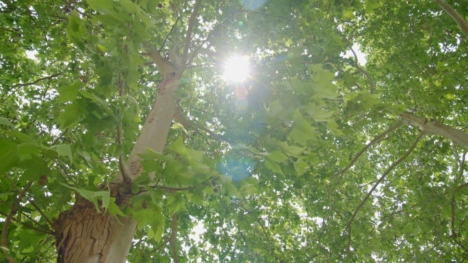 阳光穿过树叶