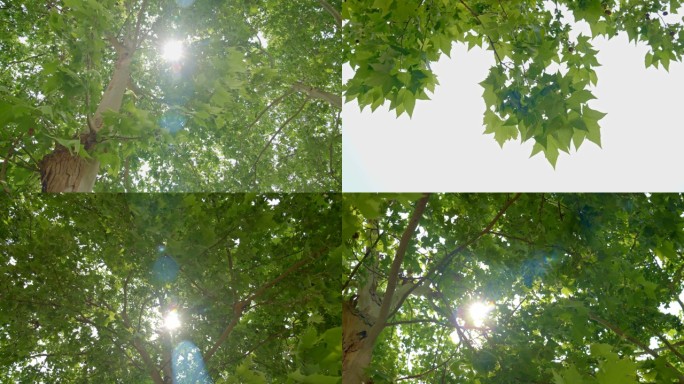 阳光穿过树叶
