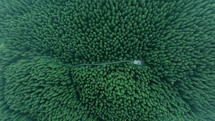 森林航拍 穿越机树木 绿洲环保氧吧大自然