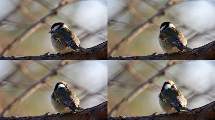 树上的山雀金丝雀 (3)