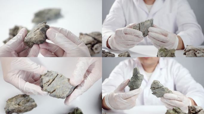 科研人员研究石头化石地质学家矿石研究