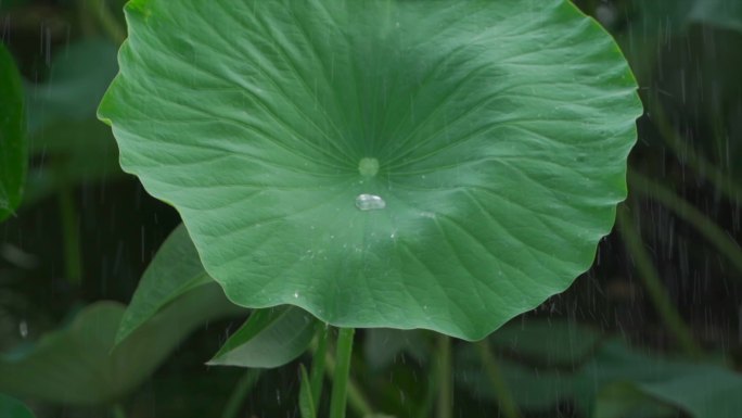 仲夏雨荷出水芙蓉含苞待放荷露晶莹荷塘月色